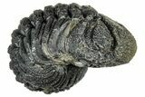 Long, Curled Morocops Trilobite - Morocco #323503-1